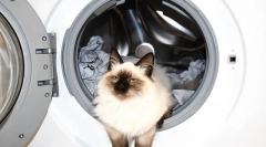 Як мити кішку і кішку, як часто ви можете купатися